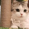 胖猫