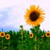 秋韵亦美