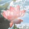 不忘初心F