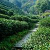 茶馆听书