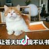 晴天少女