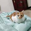 六文和糖糖猫