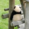 芋圆葡萄冰