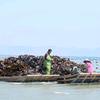 霞浦慧卖海带