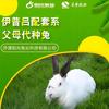 河南阳光兔业伊普吕种兔