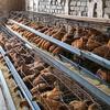 特兴王瑞兰养鸡场