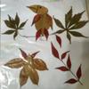 爱随浪花飘去远方