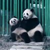 熊猫咪咪🐼
