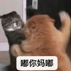 黑色螺旋穿甲猫