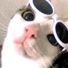 小猫电台