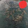 万绿湖鱼鲜鲜