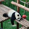 电视研发博士
