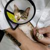 捡了一只猫叫Ava