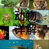 动物详解