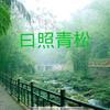 日照青松