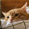 Toascat.