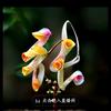 “张”上明珠