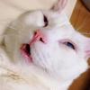 猫meme的奇妙之旅