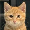 橘猫哥哥（不吸猫草版