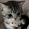 贪玩的猫