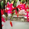 小草（拒连赞）。。。