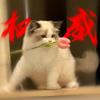 小龙女学长（学车版）