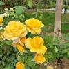 微笑