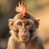 猴子热点