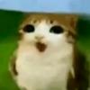 Kitty