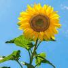 🌻🌻米粒～学业规划🌻🌻
