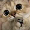 泽泽爱猫猫