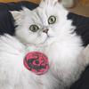 瑞麟大王❤️画猫