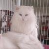 狮子猫【御猫猫舍】狮猫保种繁育