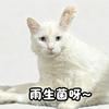 @雨生菌呀_