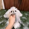 马尔济斯犬