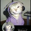 会唱歌的猫