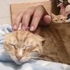阿猫（做咩都唔掂版）
