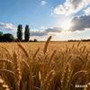 小麦的麦🌾