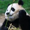 森林湖水看世界