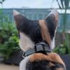 CC猫猫