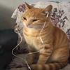 忧郁的猫meme
