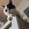 猫小弟