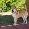 ✨六一是中华田园犬