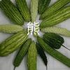 种好苦瓜(熊大)