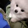王树栋！