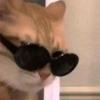 16只猫打工做测评