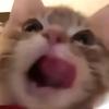 翘嘴猫（暗区突围）