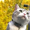 Maggie带猫猫citywalk