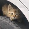 🐱锅盔