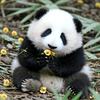 娱圈状元郎